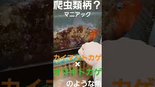 珍しくマニアックな爬虫類の柄の魚が市場にいた。カイマントカゲ×オマキトカゲ=【ブダイ？】