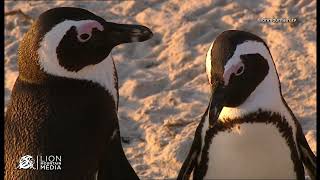 The Penguins 🐧  at Boulders Beach at Sunset.