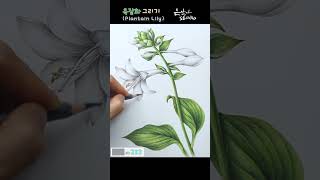 굵은 옥비녀를 닮은꽃 | 옥잠화 색연필 꽃그리기 | Flower Drawing Plantain Lily