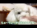 今日は抱っこなのだ ★トイプードルのうめ吉くん（828日目 ★umekichi diary of poodle dog