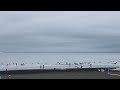 湘南　鵠沼海岸　2022.07.16 am09 55 @ucd1972