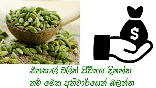 එනසාල් වලින් ජිවිතය දිනන්න නම් මෙක අනිවාර්යෙන් බලන්න