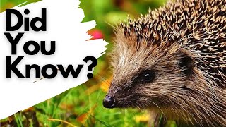 Things you need to know about HEDGEHOGS!