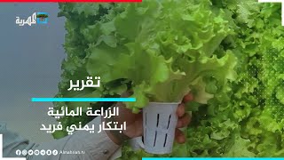 الزراعة المائية - ابتكار يمني فريد