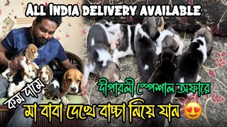 Home Breed Beagle Puppies 😍🔥| Low Price Puppy Sell in Kolkata | Recent Dog Puppy Price Update