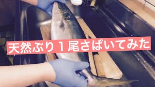 【お刺身】天然ぶりの子供、ワラサを1尾からさばいて刺身にしてみた