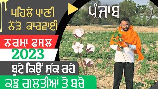 ਨਰਮੇ ਦੇ ਬੂਟੇ ਸੁੱਕ ਰਹੇ cotton root disease and fertilizer management