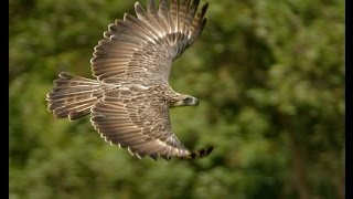 Haribon Ornithopter ( Pithecophaga jefferyi ) Philippine Eagle