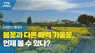 봄꽃과 다른 매력 가을꽃, 언제 볼 수 있나? / YTN 사이언스