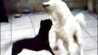 AKITA VS PITBULL TURNS INTO A REAL FIGHT....NEARLY!! SLOW MO!!