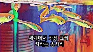 세계에서 가장 크게 자라는 송사리 키워보기