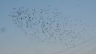 241214 1625鳥の群れ飛ぶ,蓮田SA付近