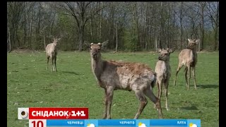 Мій путівник. Закарпаття. Хуст – мальовничі руїни та юшка Довбуша