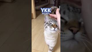 呼ぶと来る子【YKK】ねこやなぎトゥータン #猫のいる暮らし #保護猫 #ねこのいる生活