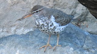 Spotted Sandpiper - dancing walk