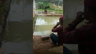 TARIKAN EKOR LELE MEMANG MANTAP //. MANCING CEKRIK