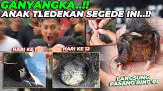 DILUAR DUGAAN..! SETELAH PASANG RING ANAK TLEDEKAN LANGSUNG SEGEDE GINI..