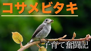 小さな渡り鳥の子育て奮闘記