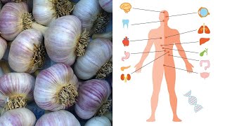 Medicinal Uses For Garlic - Amazing Benefits Of Garlic.