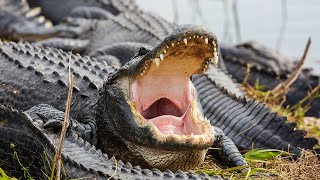 Alligator attacks performance