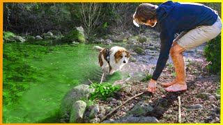 Chien Désobéissant - 3 Exercices Essentiels pour l'Éduquer