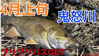 【バス釣り】4月上旬の鬼怒川でブリブリバスGET!!