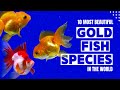 Top 8 Most Beautiful Goldfish Species in the World |Factswow