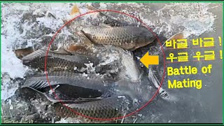 봄철 잉어들이 하천으로 바글 바글 몰려드는 이유! , 잉어의 짝짓기 전쟁 Mating of carp