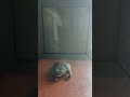 bufo bufo toad eats woodlouse