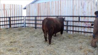 Simmental Bull WILC Red Sniper 11Z - Maternal Brother to WILC Slapshot 16A