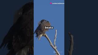 why do eagles have painful rebirth#eagles#eagle#sky#animals#animalfacts#shortvideo#shorts#shorts