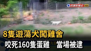 8隻遊蕩犬闖雞舍　咬死160隻蛋雞　當場被逮－民視新聞