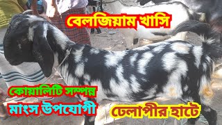 ঐতিহ্যবাহী ঢেলাপীর খাসি ছাগলের হাট বিভিন্ন জাতের ছোট্ট বড়ো মাঝারি খাসি ছাগল ক্রয় করুন । Goat Bajar।