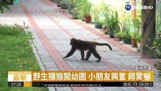 潑猴擅闖幼園 小朋友興奮師驚嚇 | 華視新聞 20180803