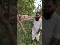 beri garden bair ka bagh bariyoon ka bagh بیری کا باغ viralvideo amazingfacts trendingshort