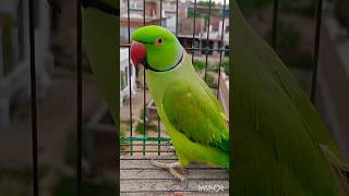 मम्मी हां बोलो एक गिलास पानी दे दो 🤣😂😅#parrot#funny#funnyvideo#mummy#animals#trending#viral#cutebird