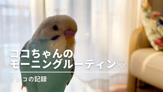 【セキセイインコ】インコと私のモーニングルーティン