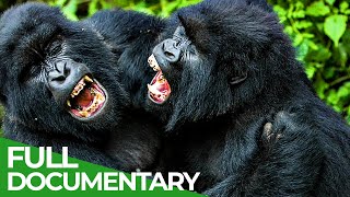 Melee & Brawl | Animal Armory | Episode 2 | Free Documentary Nature