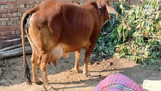 Super rathi cow for sell