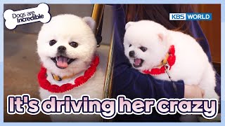 Our trainee hesitates for a moment😯 [Dogs Are Incredible : EP.218-3] | KBS WORLD TV 240507