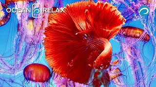 Amazing Underwater World of the Maldives - Relaxation Video with Calming Music  - Part #1