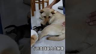 狗狗在桌子下生产小奶狗，看到主人这样做，狗妈妈一脸欣慰地感动   西瓜视频 #000