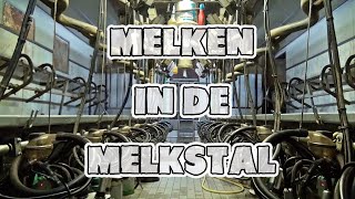 Melken In De Melkput