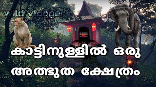 കാട്ടിനുള്ളിൽ ഒരു ക്ഷേത്രം / FOREST  TEMPLE / ACHANKOVIL / KONNI /PUNALUR/ KALLELI TEMPLE / MONKEYS