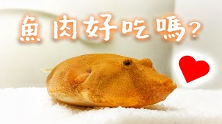 《貓草》肥滿瓜(木瓜狗頭) 魚肉好吃嗎?