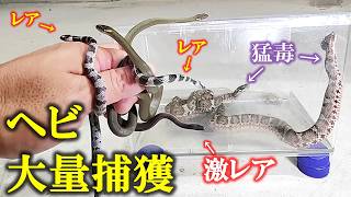 【プロのヘビ採集】一晩で次々と捕獲！驚きの発見が…