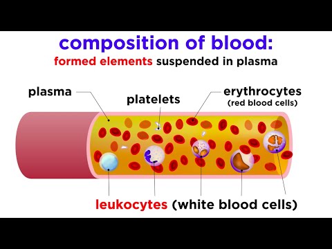 What are the three main types of blood cells?