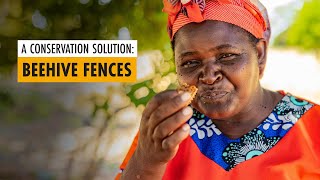 How Beehive Fences Help Farmers & Elephants