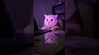 kucingnya kaget banget nonton film horor || kucing lucu #shorts