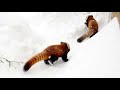 【円山動物園のレッサーパンダ】ゆきまる　december 10 2016　red panda marumi at maruyama zoo